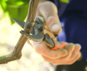 entretien arbres fruitiers